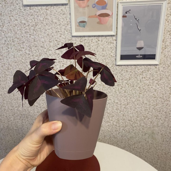 Оксалис кислица