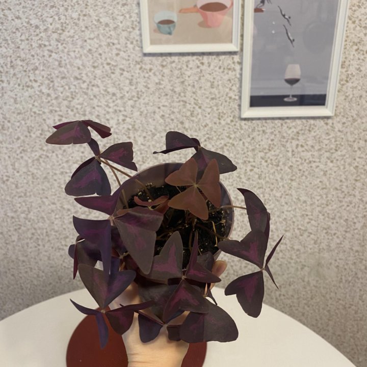 Оксалис кислица