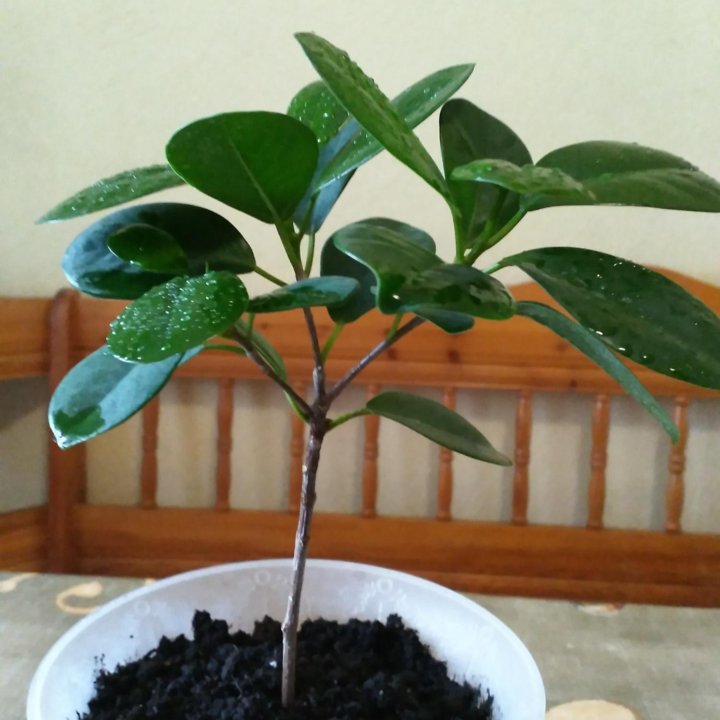 Фикус Мокламе. ????