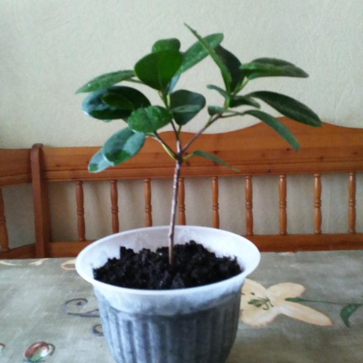 Фикус Мокламе. ????