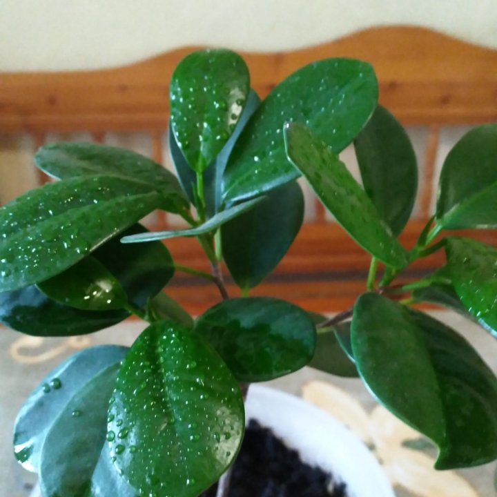 Фикус Мокламе. ????