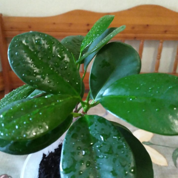 Фикус Мокламе. ????