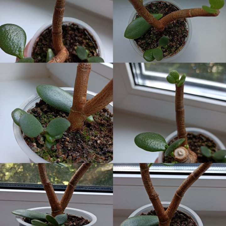 Толстянка Бонсай