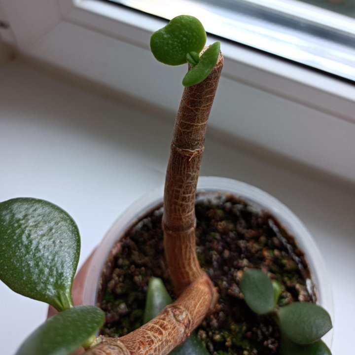 Толстянка Бонсай