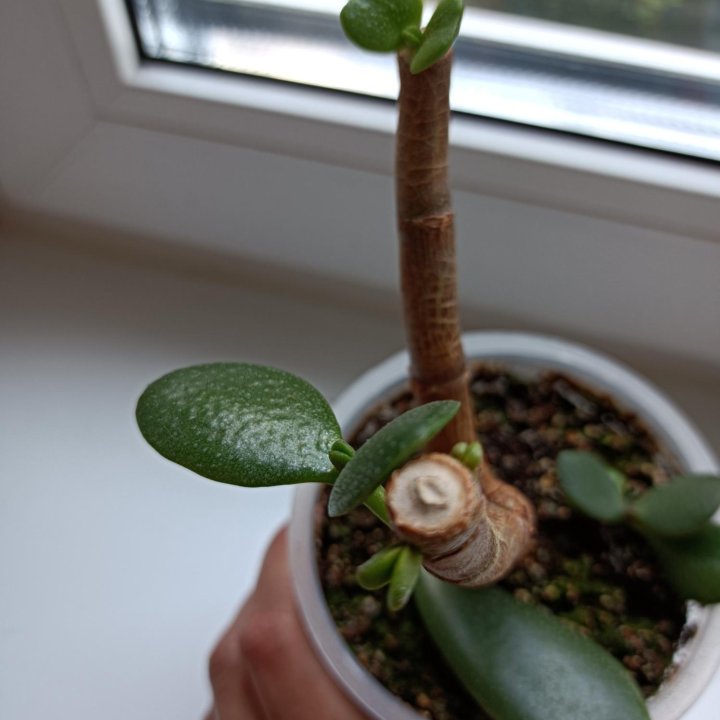 Толстянка Бонсай