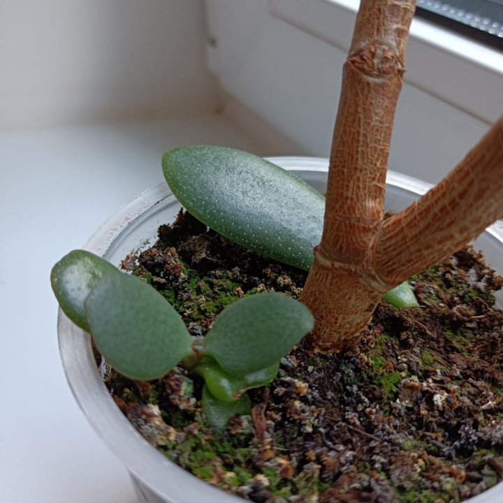 Толстянка Бонсай