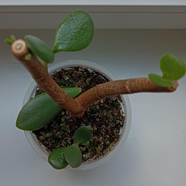 Толстянка Бонсай