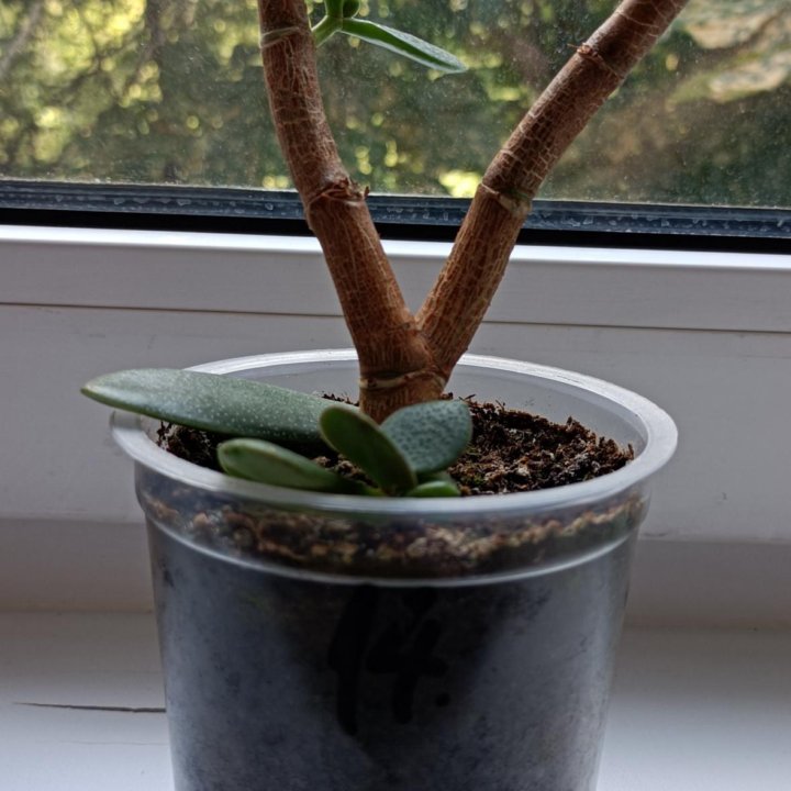 Толстянка Бонсай