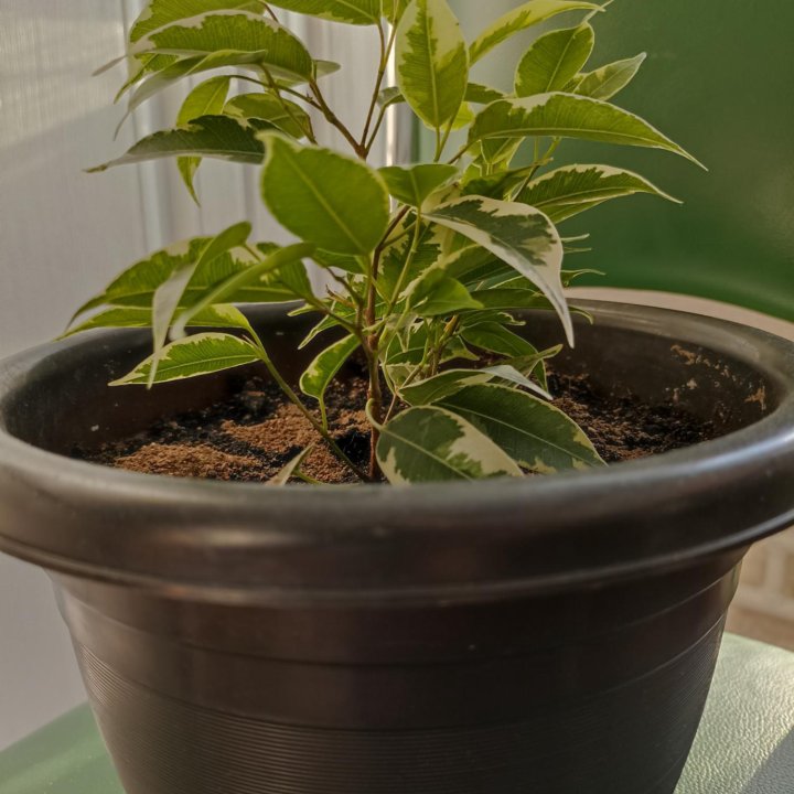 Фикус пестролистный