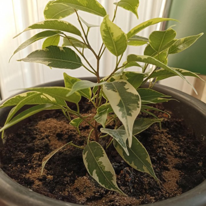 Фикус пестролистный