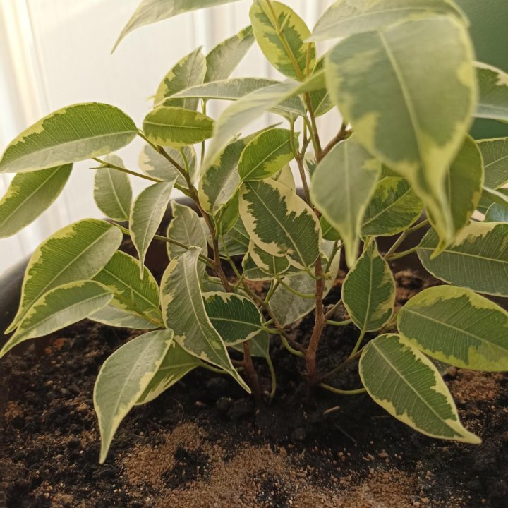 Фикус пестролистный