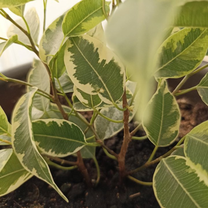 Фикус пестролистный