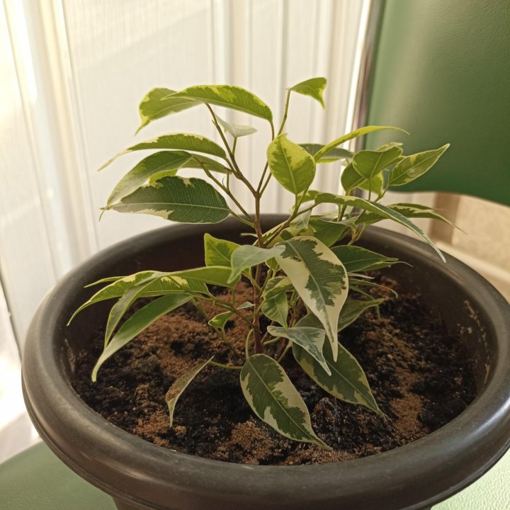 Фикус пестролистный