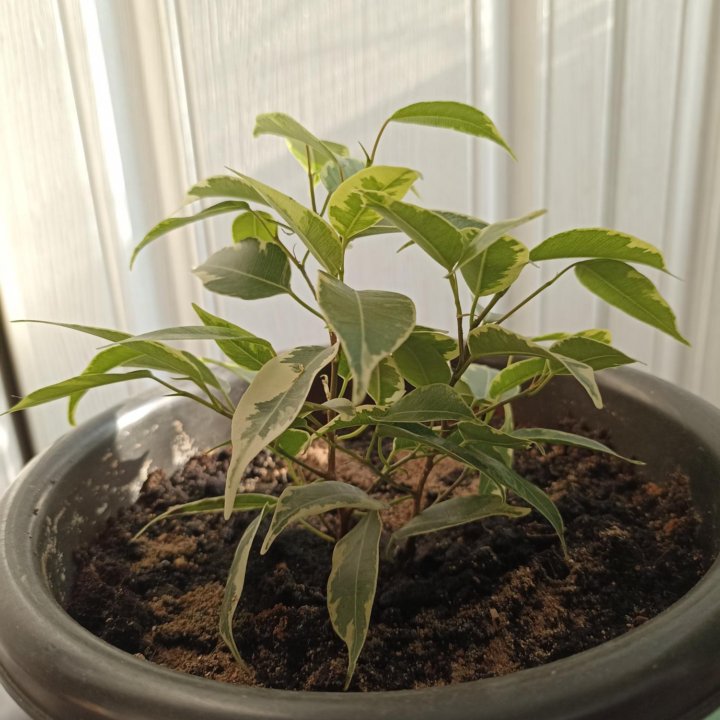 Фикус пестролистный