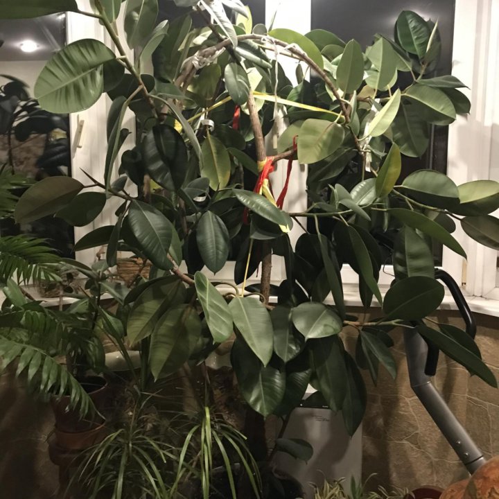 Фикус крупномер