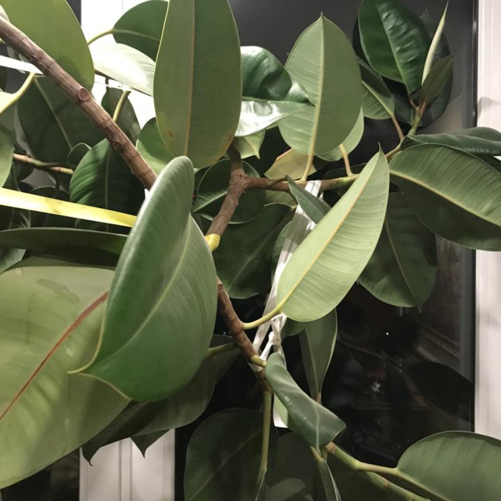 Фикус крупномер