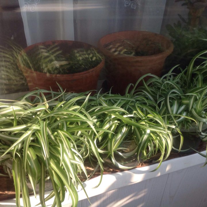 ????????????Хлорофитум кудрявый????????????