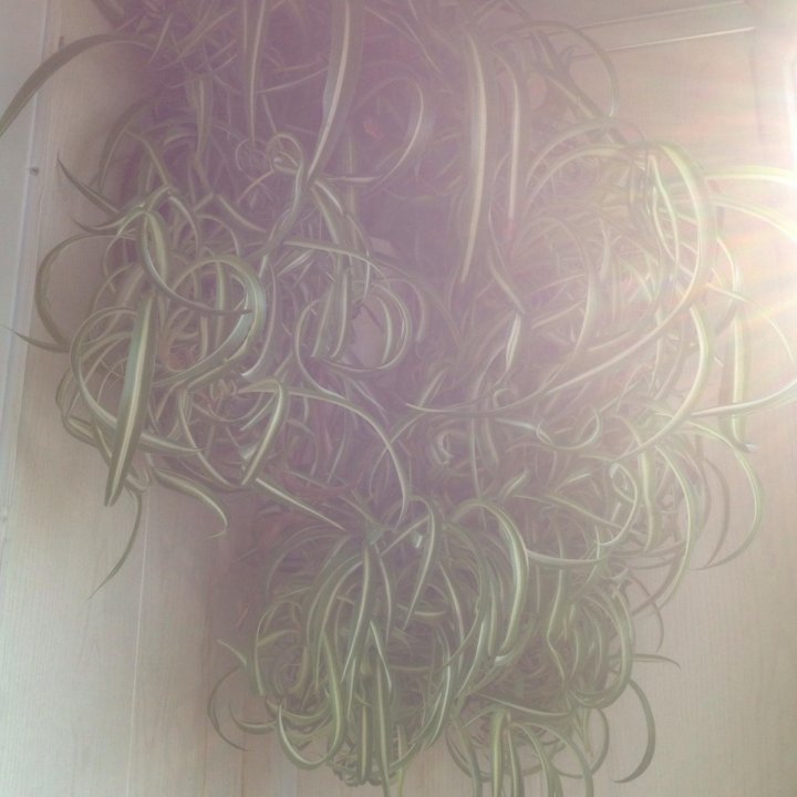 ????????????Хлорофитум кудрявый????????????