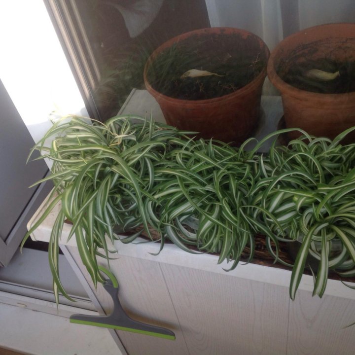 ????????????Хлорофитум кудрявый????????????