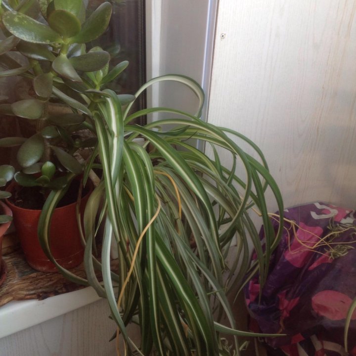 ????????????Хлорофитум кудрявый????????????