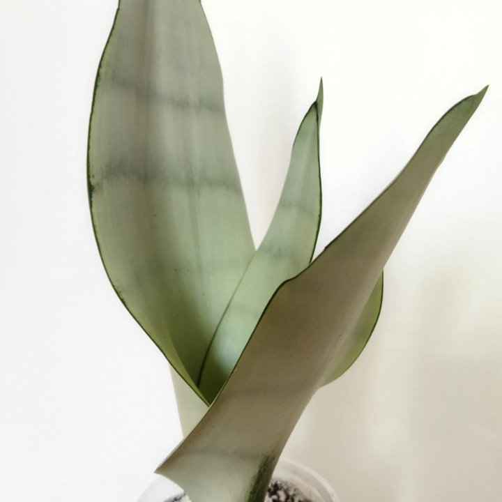 Сансевьера Муншайн