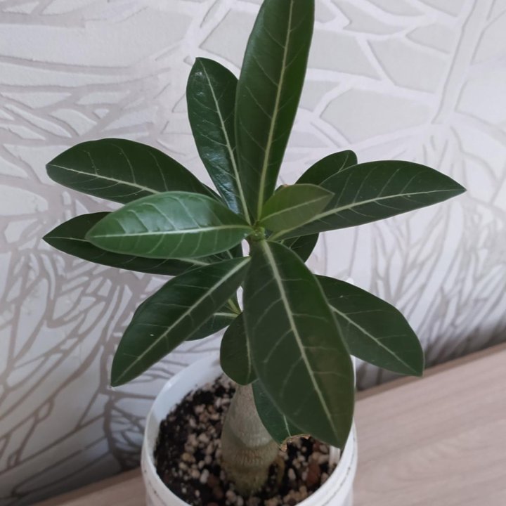 Адениум обесум