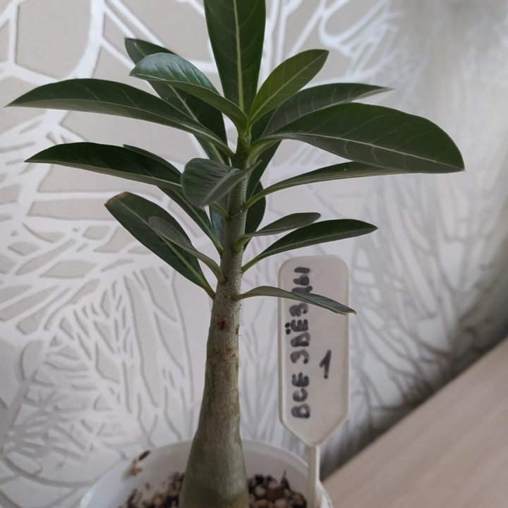 Адениум обесум