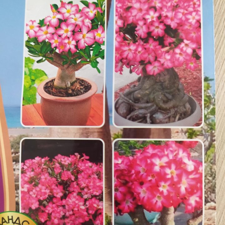 Адениум обесум