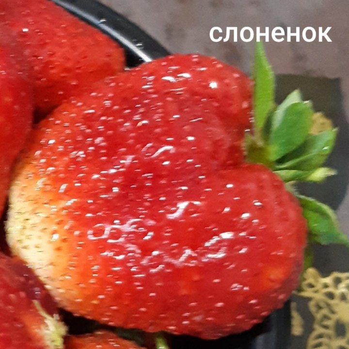 Клубника (слоненок, купчиха, зефир )