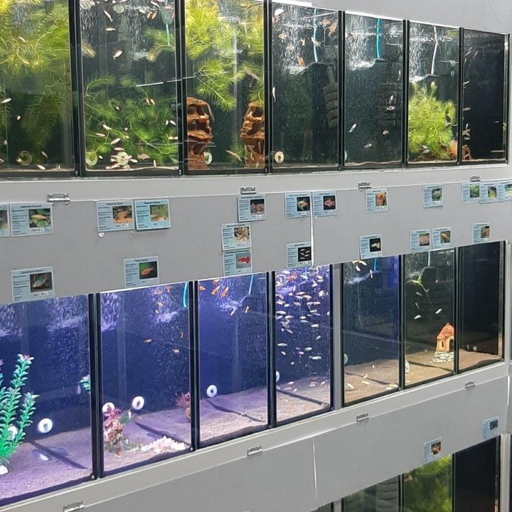 Аквариумные рыбки аква салон