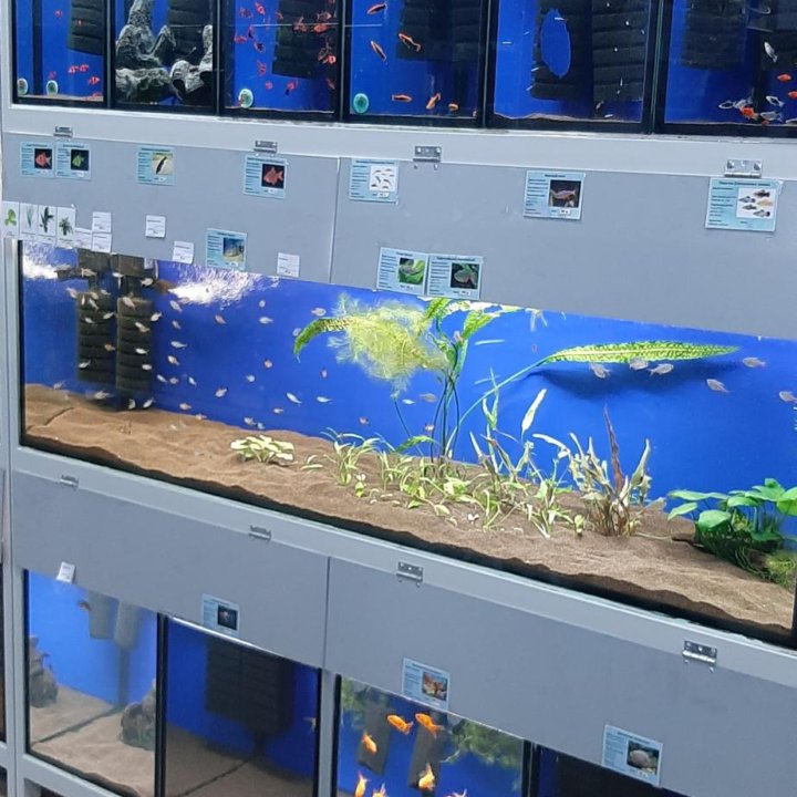 Аквариумные рыбки аква салон