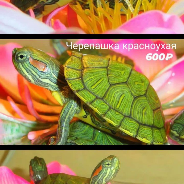 Черепаха красноухая