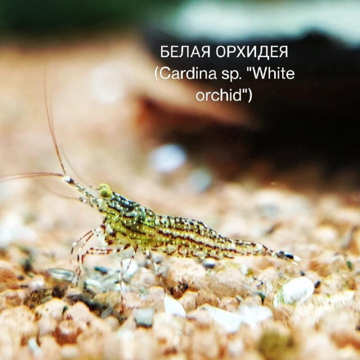 Аквариумные креветки \ Aquarium shrimp