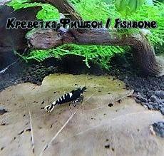 Аквариумные креветки \ Aquarium shrimp