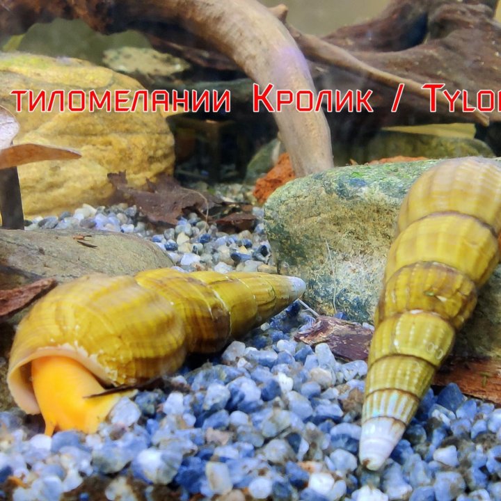 Аквариумные креветки \ Aquarium shrimp