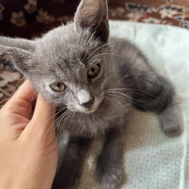 Ласковый котёнок с дымчатым окрасом