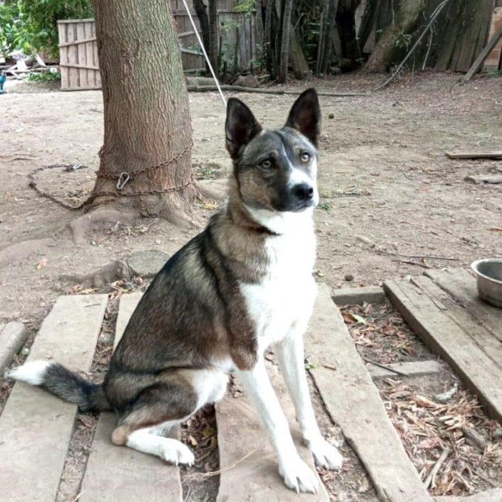 Чипс ищет дом