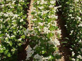 Гречиха Семена