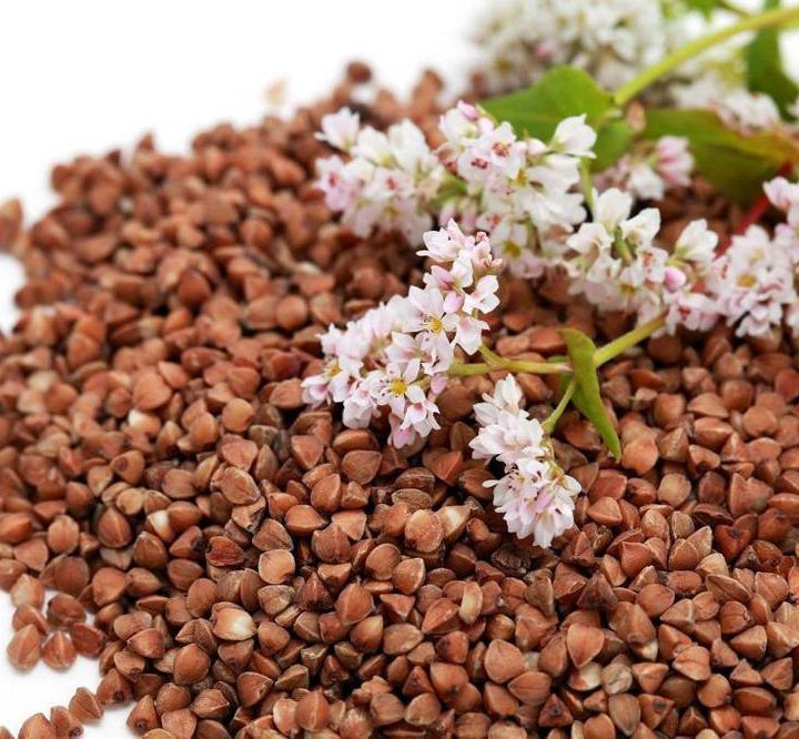 Гречиха Семена