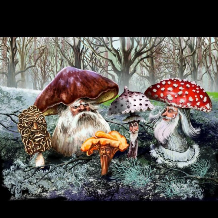 Мухомор amanita сухой