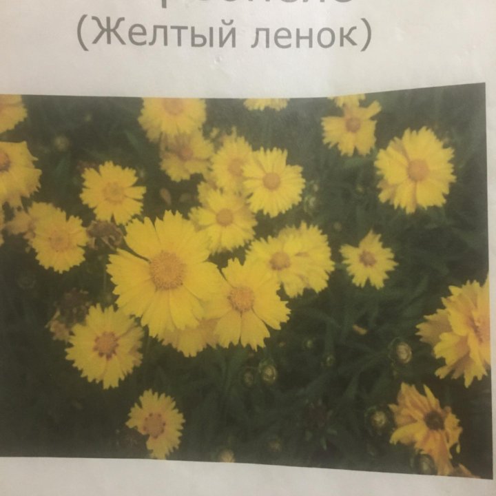 Кареопсис Жёлтый Ленок