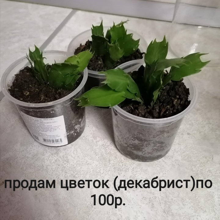 Продам цветы.