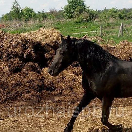 ПЕРЕГНОЙ НАВОЗ КОНСКИЙ УДОБРЕНИЕ