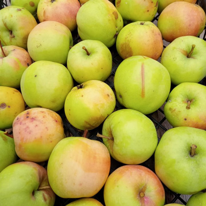Яблоки