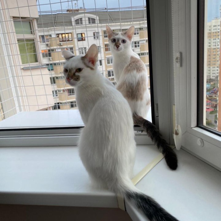 Котята