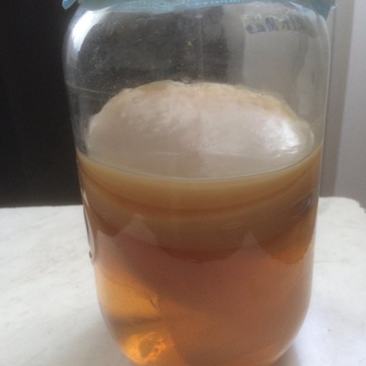 Чайный гриб