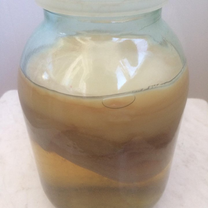 Чайный гриб