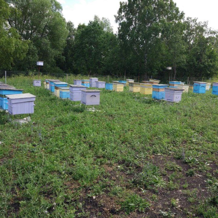 Мёд башкирский