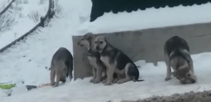 Щенки в добрые руки