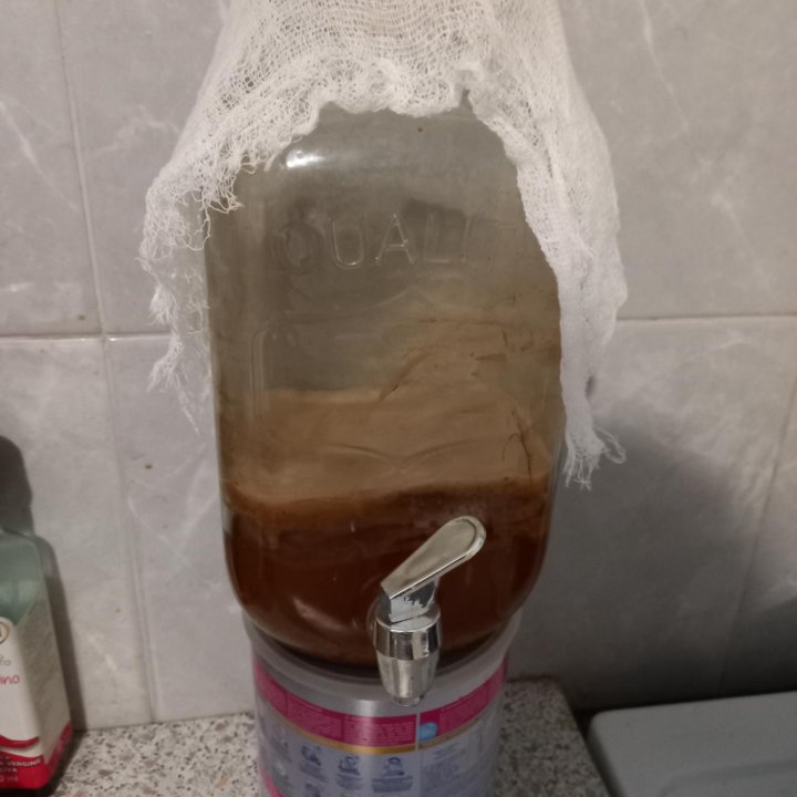 Чайный гриб